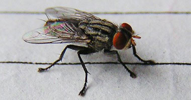 رئيس قسم الحشرات بعلوم القاهرة يكشف سبب انتشار الذباب والبعوض