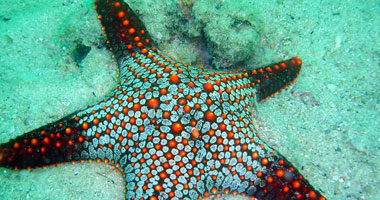 علماء: نجم البحر يلتهم الحاجز المرجانى العظيم فى استراليا