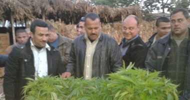 تجديد حبس مزارع بتهمة زراعة 4 قراريط بانجو فى القناطر