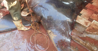 ضبط 418 كيلو سمك بقرة سامة فى حملة تموينية بالإسكندرية