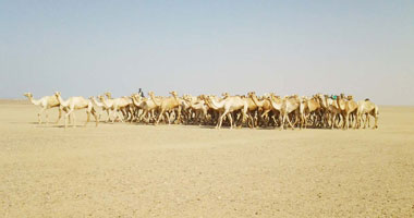 الحجر البيطرى فى أسوان يستقبل 3800 رأس إبل واردة من السودان