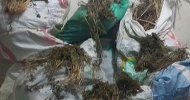 النيابة تأمر بضبط صاحب مزرعة ضبط بداخلها ربع طن بانجو بالإسماعيلية