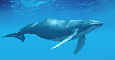 علماء الوراثة: الحوت المقوس الرأس يحل لغز طول عمر بعض الثدييات