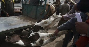 الزراعة تتكتم عن عودة إصابة الماشية بالحمى القلاعية بالمحافظات