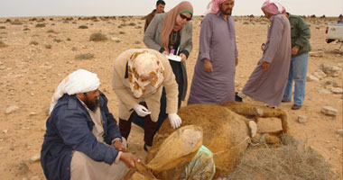 بحوث الصحراء: مشروع لزراعة الجيتروفا بسيناء بتكلفة مليون و750 ألف جنيه