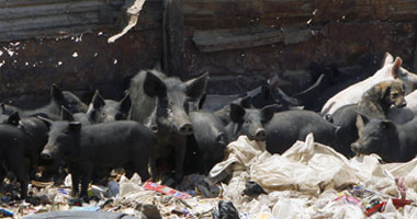 منى محرز: لا ذبح للخنازير قبل الانتهاء من فحص العينات
