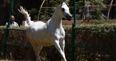المؤتمر الدولى للخيول يطالب بـ"نقل الأجنة" لحماية سلالة الحصان العربى فى العالم