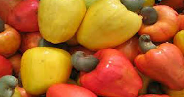 210 ملايين دولار إجمالى صادرات الإسماعيلية من الخضر والفاكهة والمحاصيل