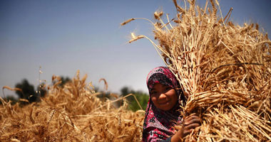 اتحاد التعاونيات الزراعية يقدم روشتة للوزارة لتحسين منظومة تسويق القمح  