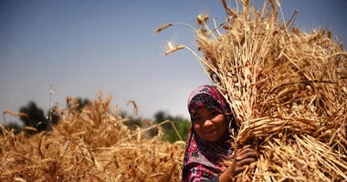 تقرير حكومى يكشف تراجع توريد القمح المحلى بـ370 ألف طن عن العام الماضى.. والفلاحون يحملون وزارتى الزراعة والتموين المسئولية.. ويتهمونهما بوضع عراقيل أمام استلام المحصول منهم للاكتفاء بالاستيراد