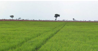 "الزراعة": 13 صنفا و1200 طن تقاوى أرز لـ1.1 مليون فدان الموسم الصيفى