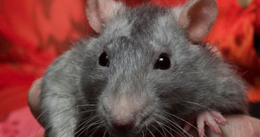 علماء أمريكيون يتمكنون من السيطرة على مخ فأر بالتحكم عن بعد