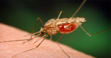 ما هو علاج حساسية لدغ الحشرات؟