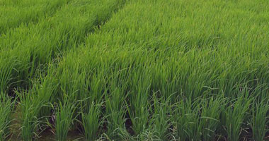 وكيل زراعة القليوبية: 600 جنيه غرامة لقيراط الأرز وإزالة المشاتل بالمبيدات