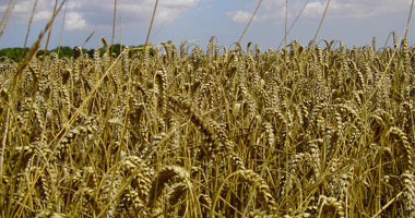 الحكومة توافق على استخدام ١٠٠مليون دولار منحة أمريكية لشراء القمح