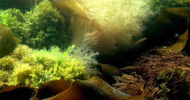 انتشار الطحالب فى تشيلى يقتل 170 ألفا من أسماك السلمون