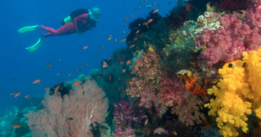 كيف يؤثر تغير المناخ وارتفاع درجة حرارة البحار على الشعب المرجانية