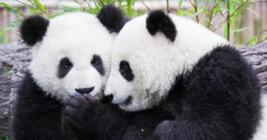 معرض عن عجائب الباندا الحمراء بهونج كونج