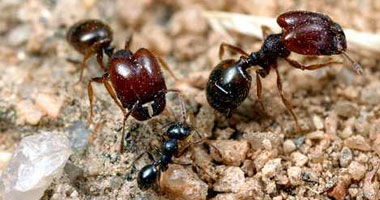 الرعب يجتاح مدينة "ميونيخ" خوفا من غزو النمل