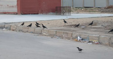 "بيطرى الإسماعيلية" تنفذ حملة لمكافحة الغربان بنادى الشاطئ