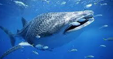 مدير المحميات: " القرش الحوت" سمكة مسالمة وليست مفترسة
