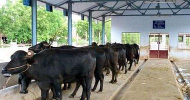 توزيع 1250 رأس ماشية على 3 مراكز بالمنيا استعدادا لشهر رمضان