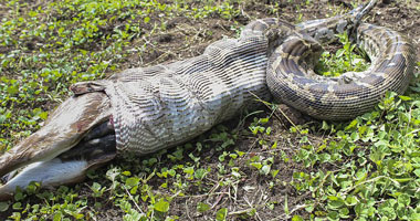 بالصور.. ثعبان ضخم يبتلع ظبيا آسيويا فى الهند 