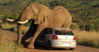 فيل يهاجم سيارة تقل سائحين فى متنزه بجنوب أفريقيا ويصيب 3 أشخاص