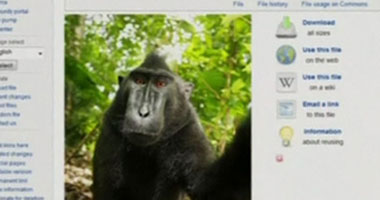 "ويكيبيديا" تنشر "سيلفى" لقرد.. ومصور بريطانى: الصورة ملكى "ويكيبيديا" تنشر "سيلفى" لقرد.. ومصور بريطانى: الصورة ملكى