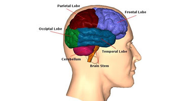 دراسة: الكافيين يحد من الإصابة بالجلطات الدماغية