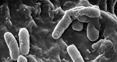 بكتيريا تحول السكر إلى وقود حيوى