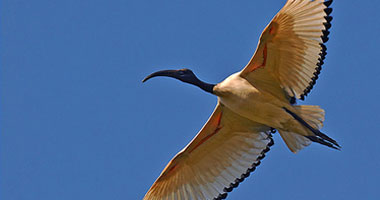 "البيئة": 5 أنواع من الطيور معرضة للانقراض تمر بمصر من مارس حتى نهاية مايو