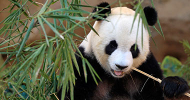 الباندا تأكل 50 كيلو جراما من خشب البامبو يوميا