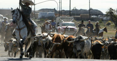 البرازيل تعلق صادرات لحوم الابقار إلى الصين بعد ظهور حالة إصابة جنون البقر