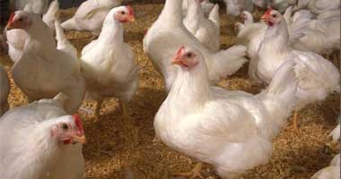 "الزراعة": السيطرة على 308 بؤر مصابة بمرض أنفلونزا الطيور بـ25 محافظة