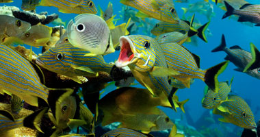 علماء يكتشفون كيف تقوى الأسماك حاسة الإبصار