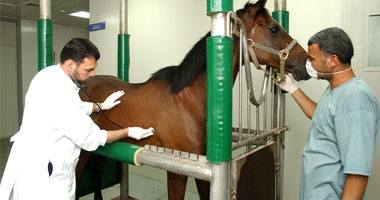 "بيطرى دمياط" تنظم دورة تدريبية لجراحة الحيوانات الأليفة منتصف مارس
