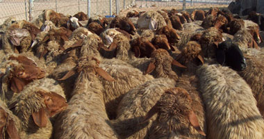 مدير الطب البيطري بالدقهلية: تحصين 24 ألف رأس ماشية خلال 3 أيام