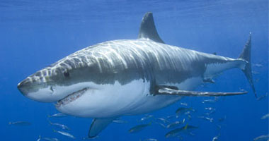 تثبيت كاميرا فيديو على ظهر سمك القرش الأبيض لمراقبة عاداته الغذائية