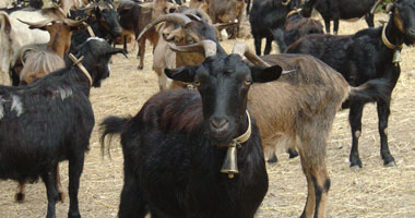 الصين تعلن انتشار وباء "طاعون الماعز" فى منطقة منغوليا الداخلية