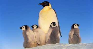 سرقة 3 من طيور البطريق من حديقة عامة فى النرويج
