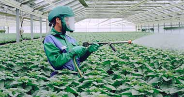 التصديرى للحاصلات الزراعية يطالب بتفعيل قانون الملكية الفكرية للأصناف النباتية
