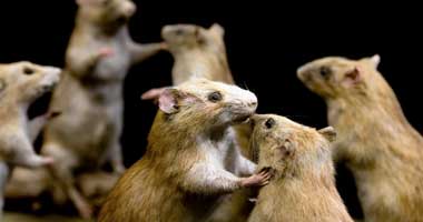 دراسة: الصراصير أشد خطرا من الفئران فى إصابة الأطفال بالربو