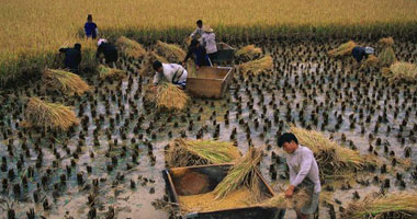 "البيئة": نسبة حصاد الأرز بلغت 95%..وجمعنا 137 ألف طن قش حتى الآن