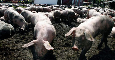 تفشى حمى الخنازير الأفريقية فى روسيا