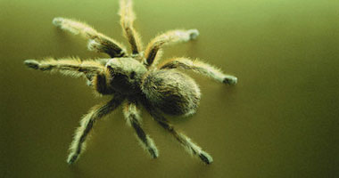 سيدة بريطانية تعيش الرعب بعد اكتشاف "عنكبوت" فى أذنها