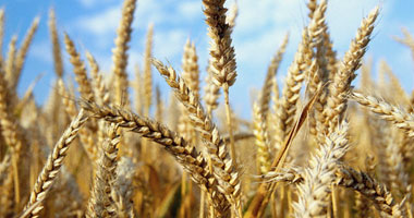 سيوة تحتفل بأول موسم حصاد للقمح والشعير بزراعة 100 فدان