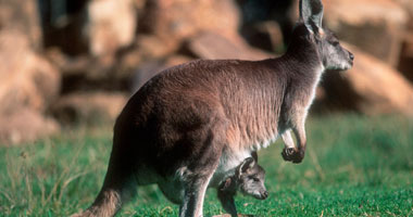 دراسة: تراجع الثدييات المهددة بالانقراض فى أستراليا بنسبة 38% 