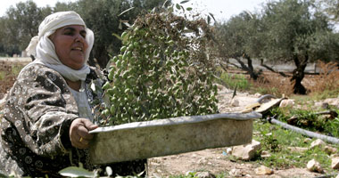 3 آلاف تصريح للفلسطينيين لحصاد الزيتون