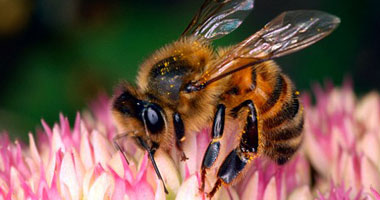 أطباء صينيون يؤكدون فعالية لسع النحل فى علاج الأمراض